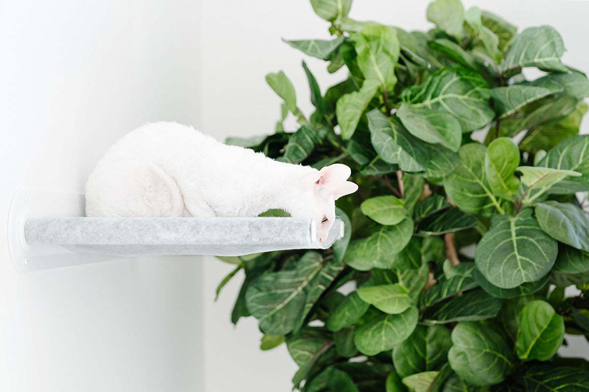 Floating Wall Cat Shelf