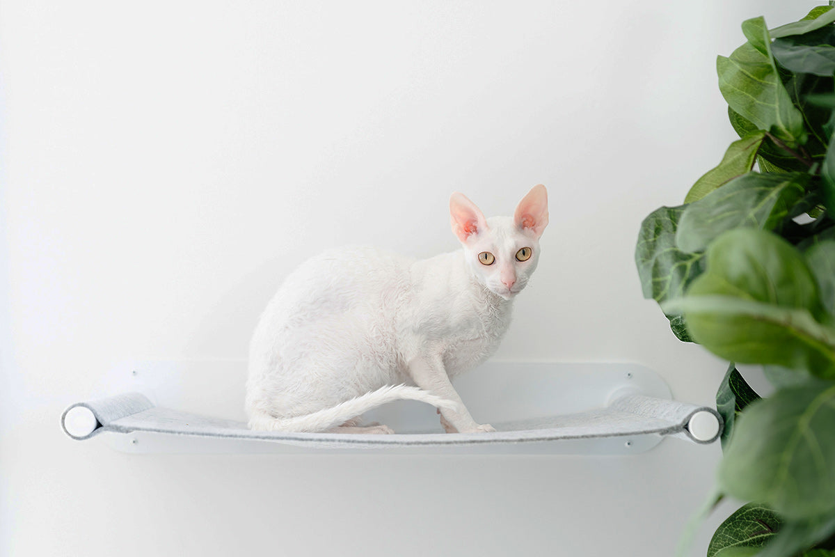 Floating Wall Cat Shelf