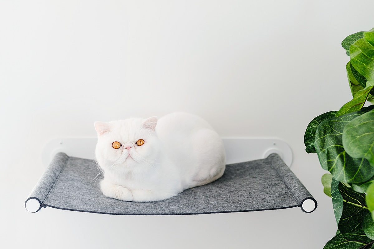 Floating Wall Cat Shelf