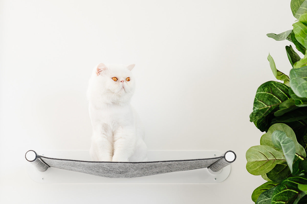 Floating Wall Cat Shelf