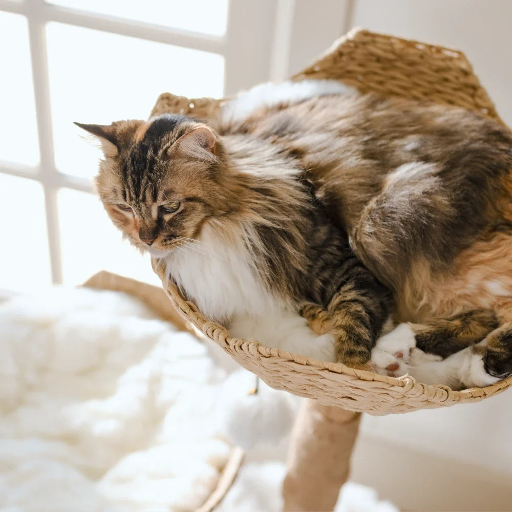 Large Cat Tree for Big Cats