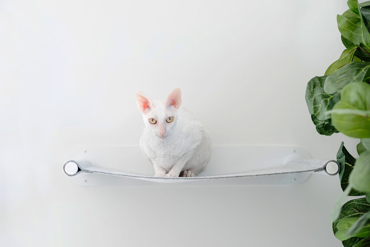 Floating Wall Cat Shelf