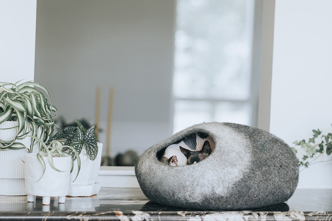 Skyline Cat Cave