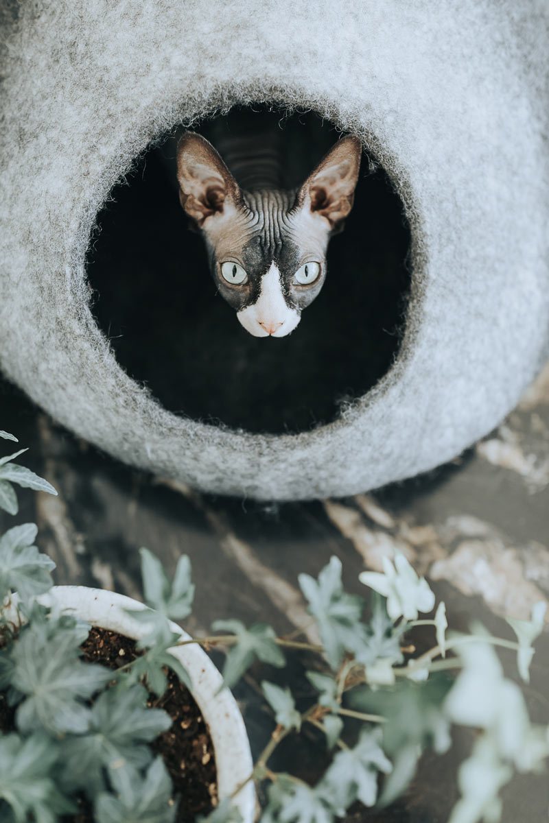 Skyline Cat Cave