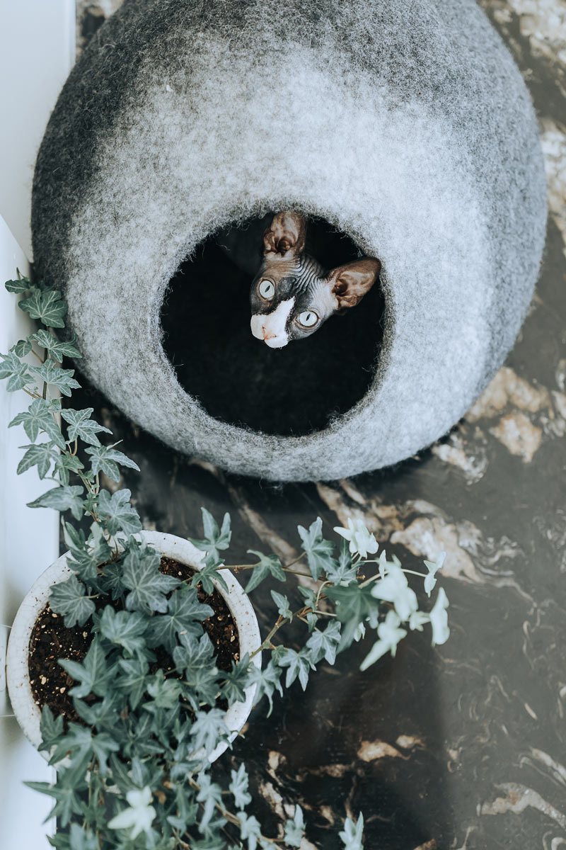 Skyline Cat Cave